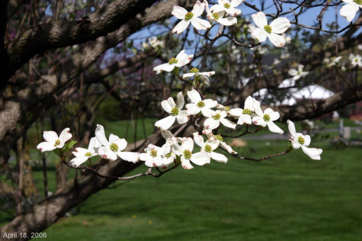 Flowers in front of old tree