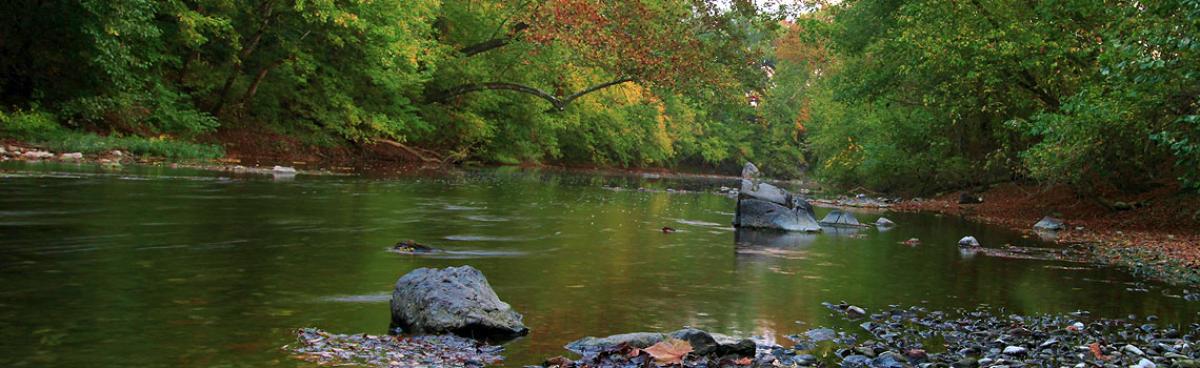 A River in The Woods