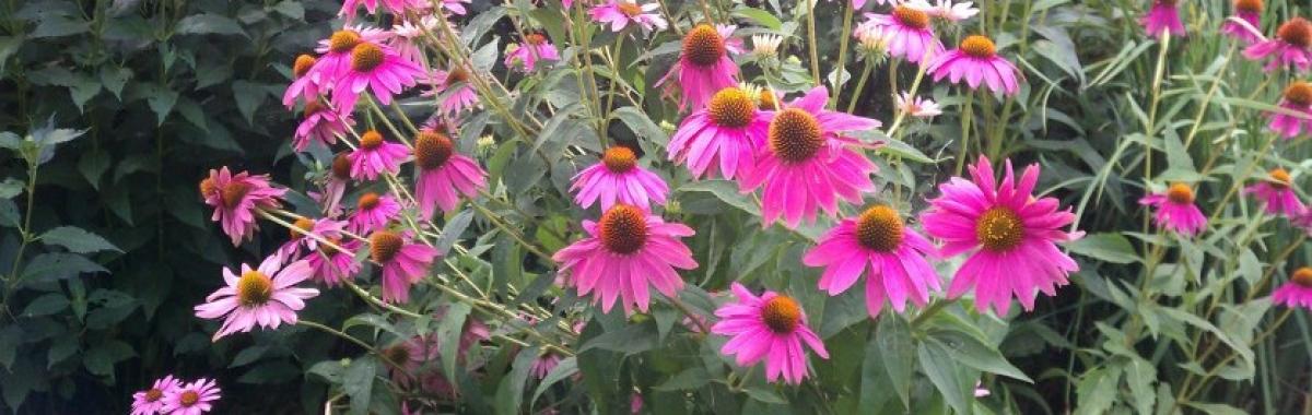 Purple flowers in garden